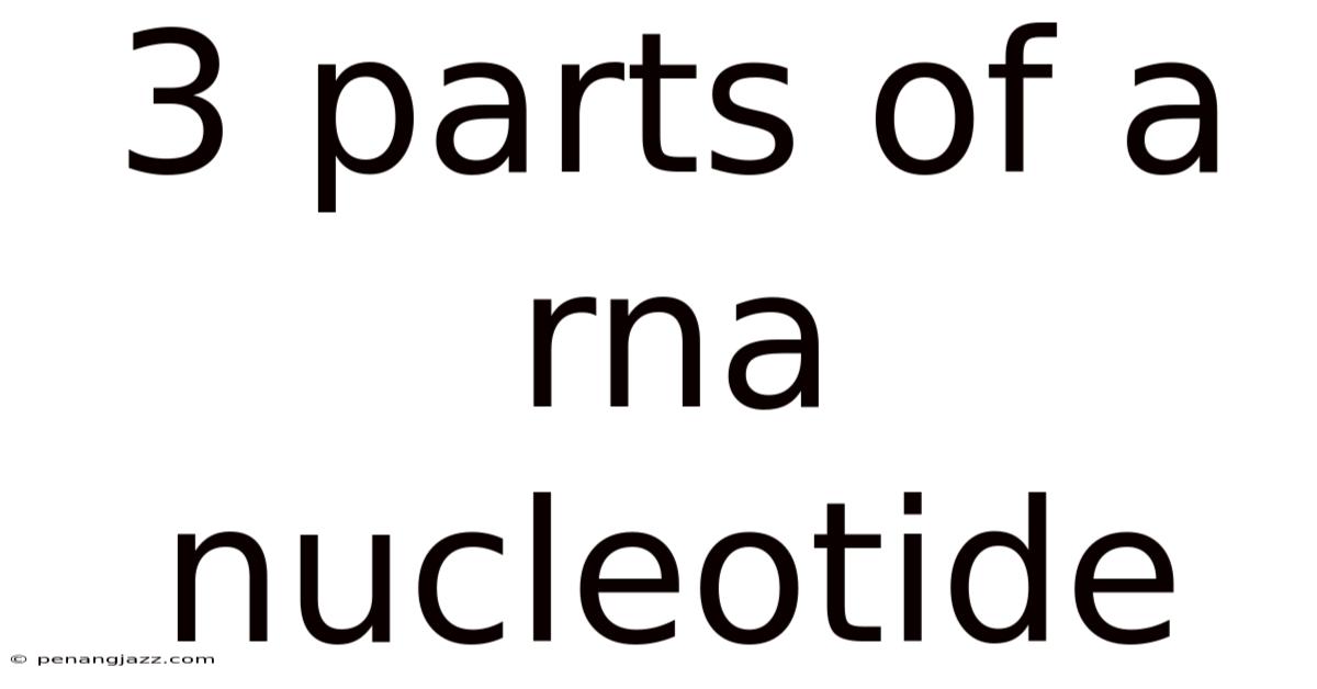 3 Parts Of A Rna Nucleotide