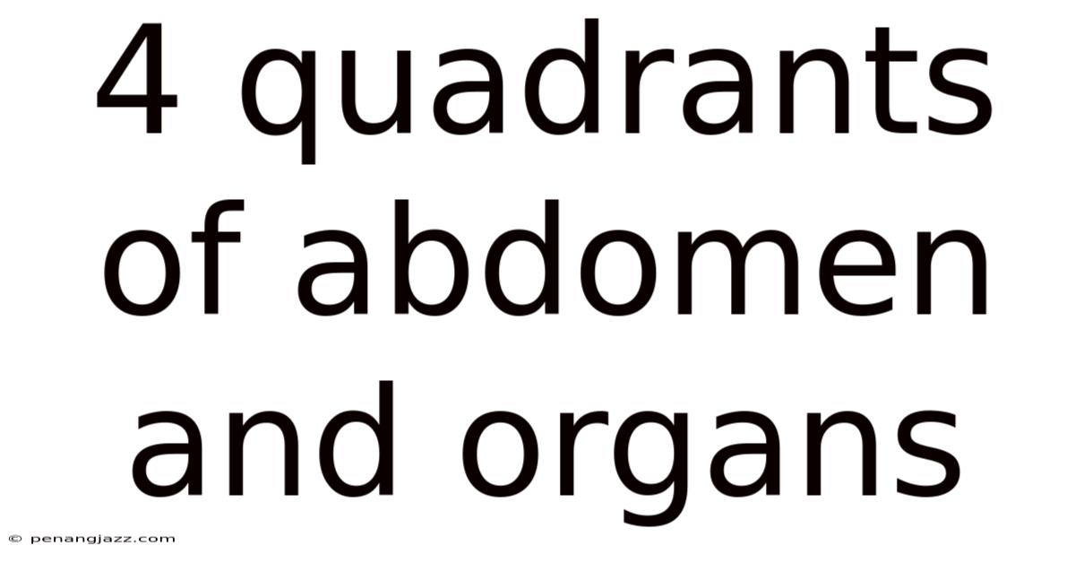 4 Quadrants Of Abdomen And Organs
