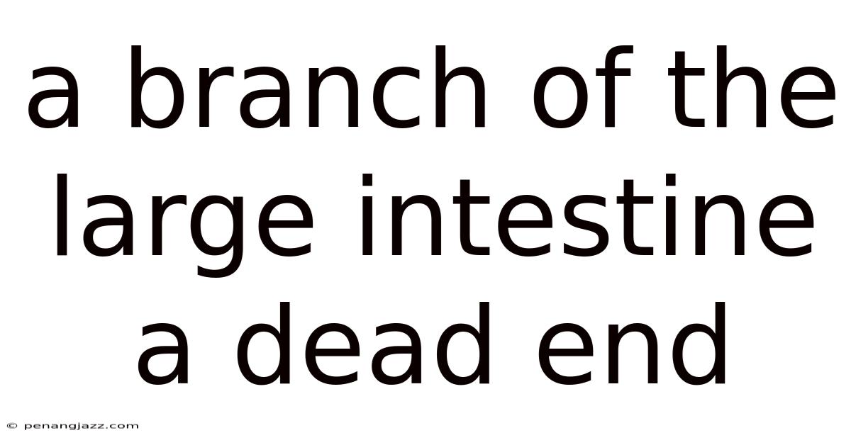 A Branch Of The Large Intestine A Dead End