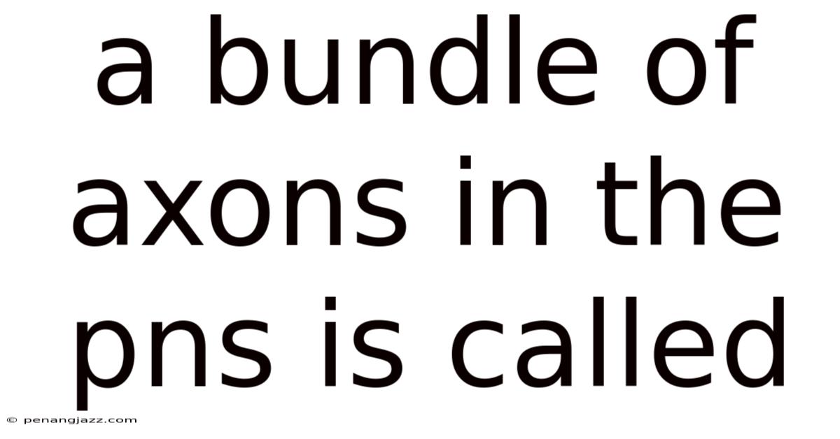 A Bundle Of Axons In The Pns Is Called