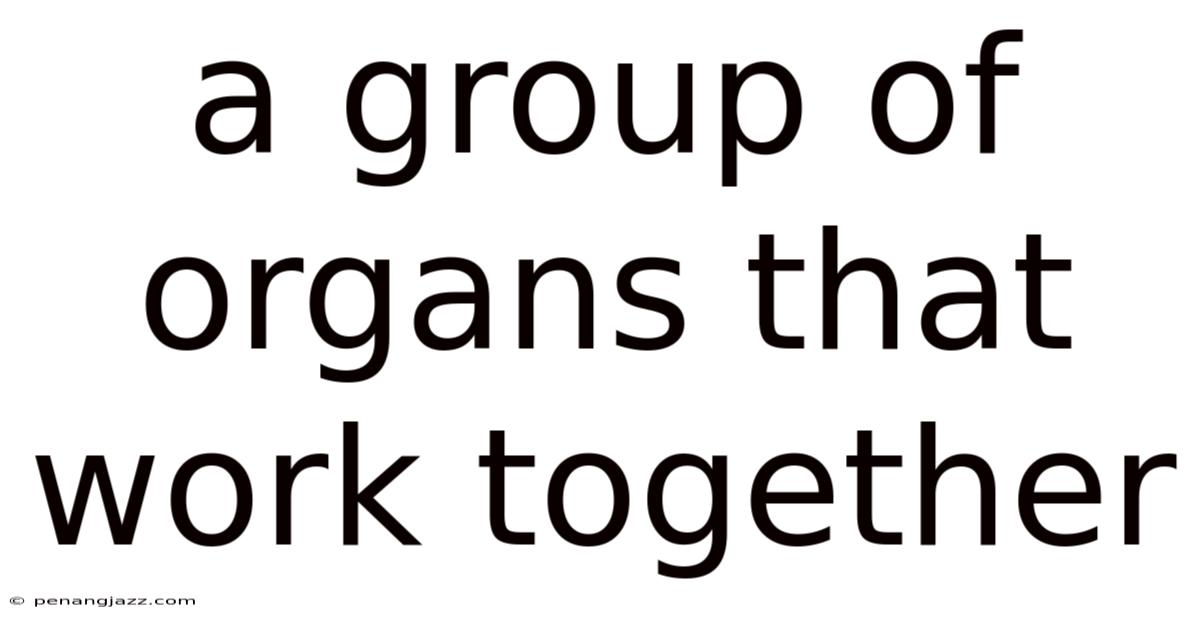 A Group Of Organs That Work Together