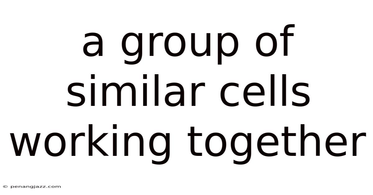 A Group Of Similar Cells Working Together
