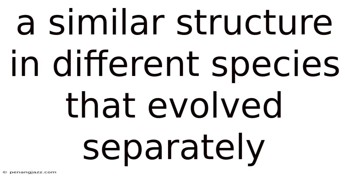 A Similar Structure In Different Species That Evolved Separately