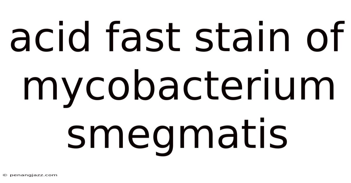 Acid Fast Stain Of Mycobacterium Smegmatis