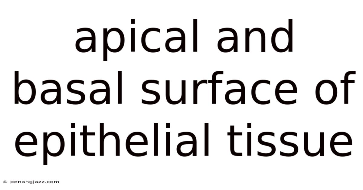 Apical And Basal Surface Of Epithelial Tissue