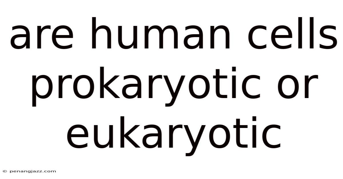 Are Human Cells Prokaryotic Or Eukaryotic