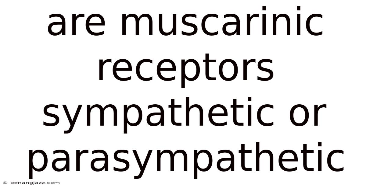 Are Muscarinic Receptors Sympathetic Or Parasympathetic