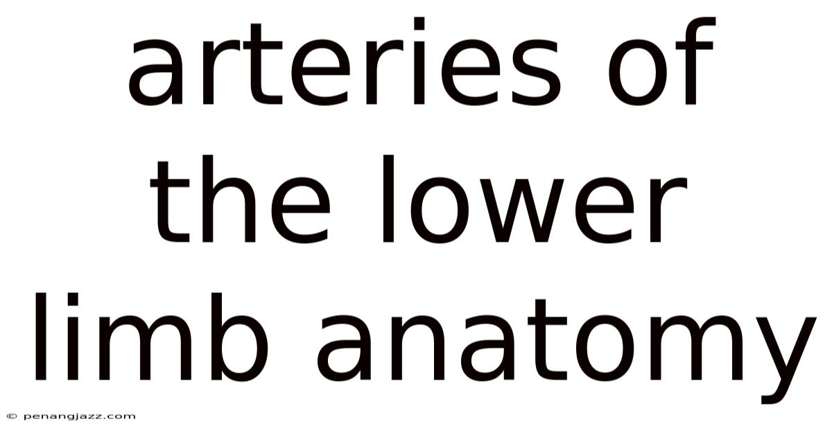 Arteries Of The Lower Limb Anatomy