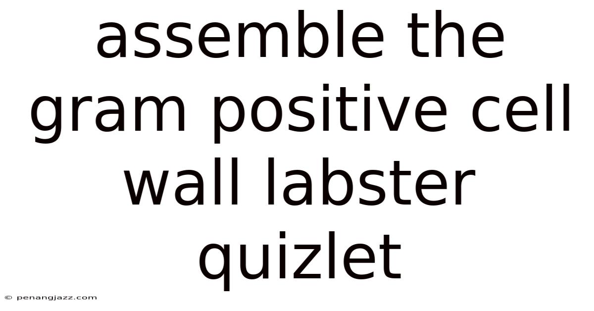 Assemble The Gram Positive Cell Wall Labster Quizlet