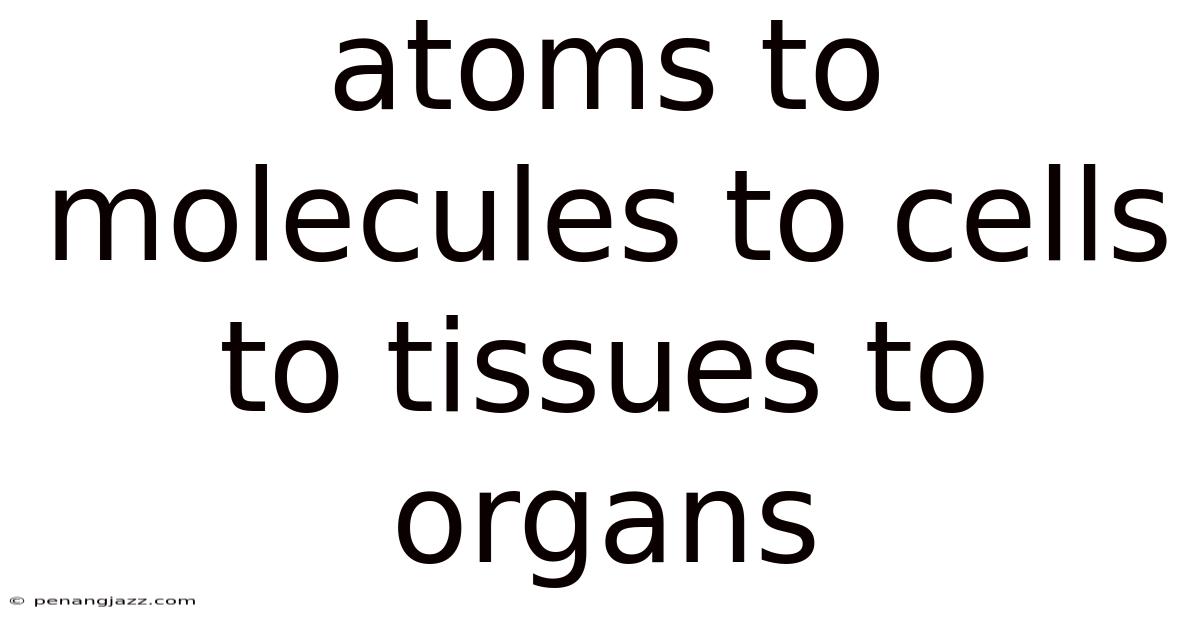 Atoms To Molecules To Cells To Tissues To Organs
