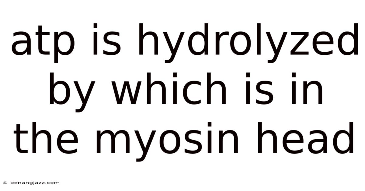 Atp Is Hydrolyzed By Which Is In The Myosin Head