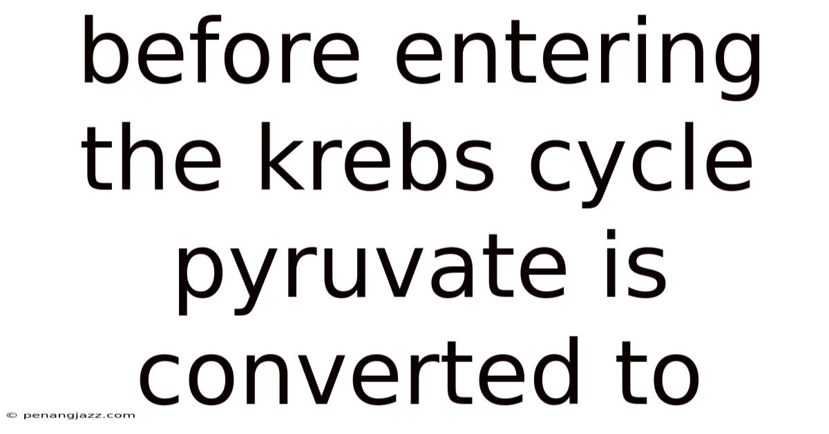 Before Entering The Krebs Cycle Pyruvate Is Converted To