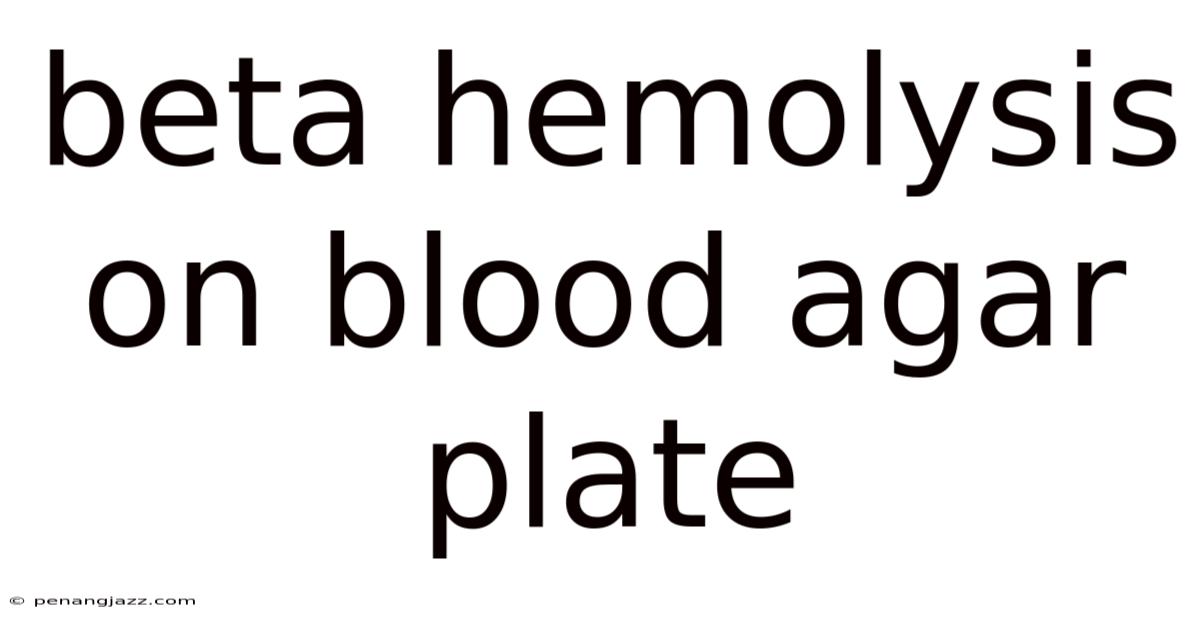 Beta Hemolysis On Blood Agar Plate