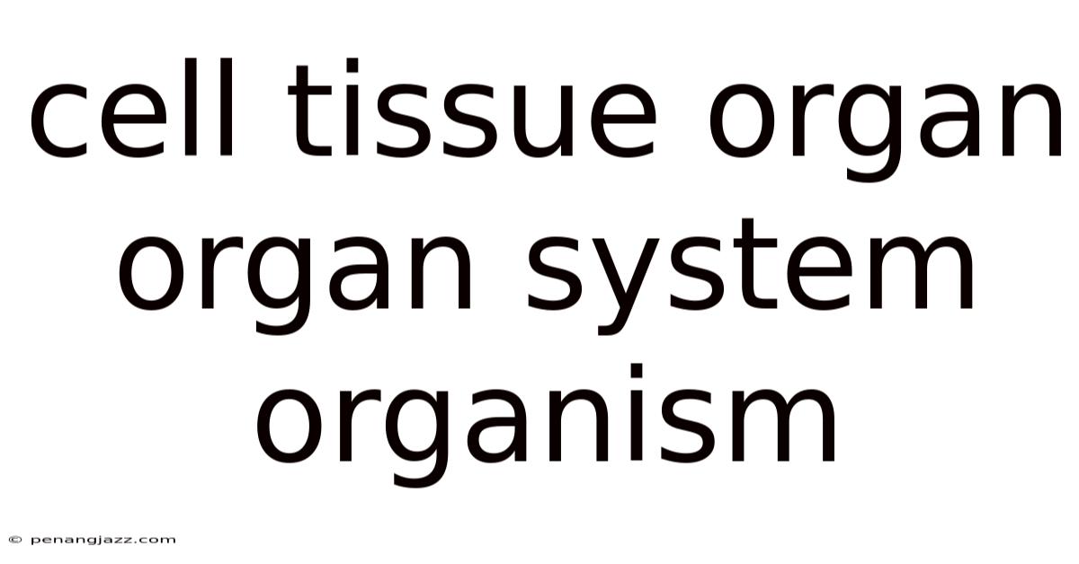Cell Tissue Organ Organ System Organism