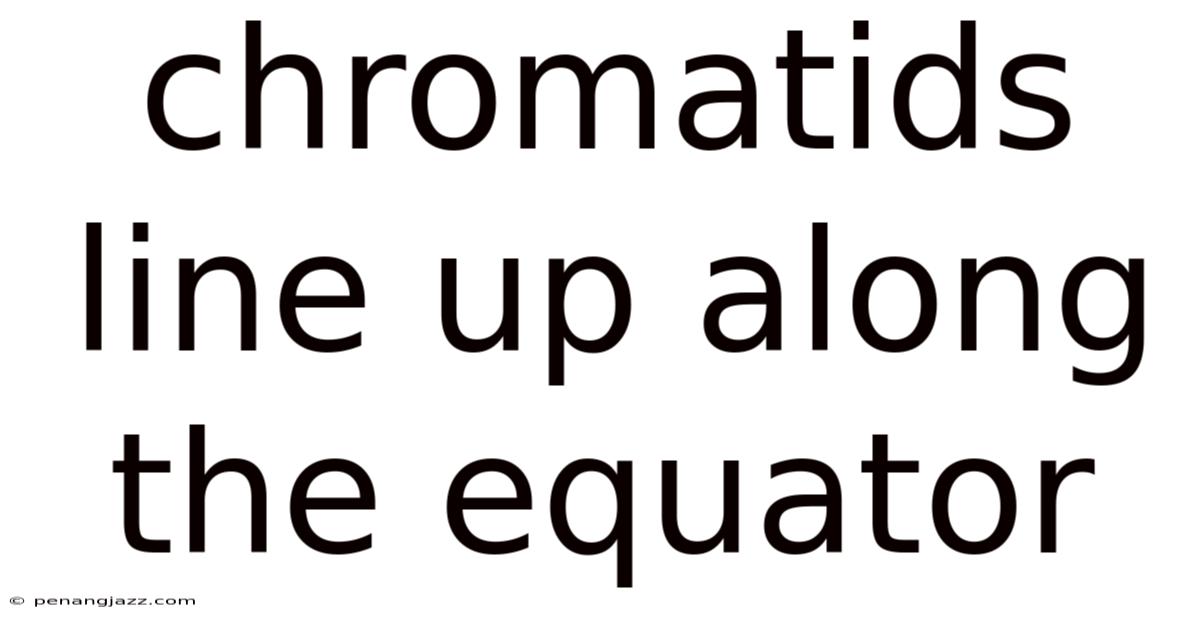 Chromatids Line Up Along The Equator