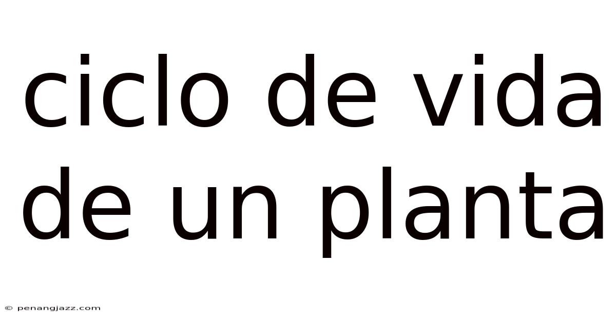 Ciclo De Vida De Un Planta