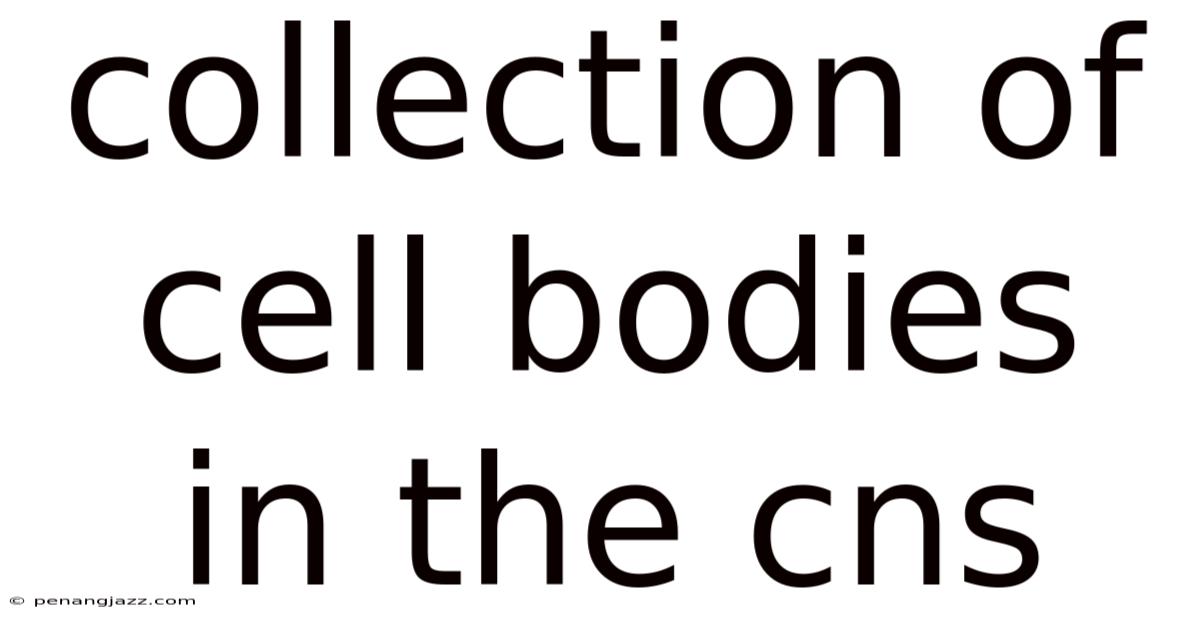 Collection Of Cell Bodies In The Cns