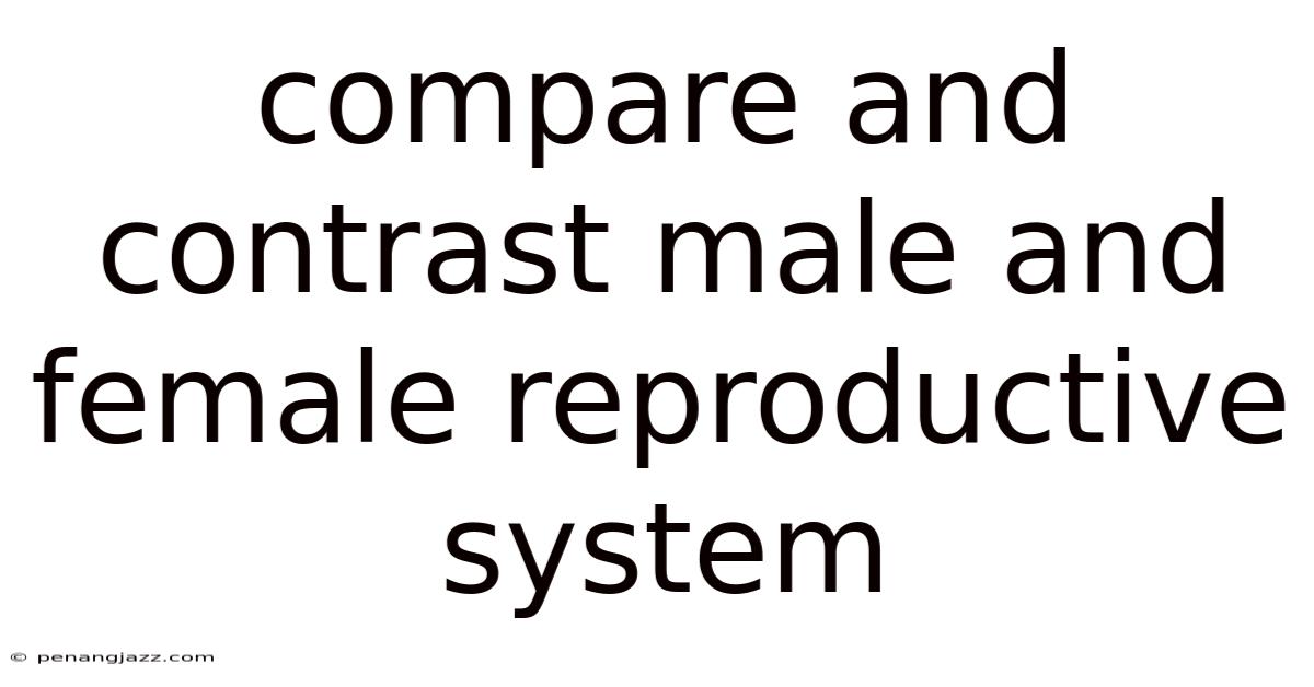 Compare And Contrast Male And Female Reproductive System