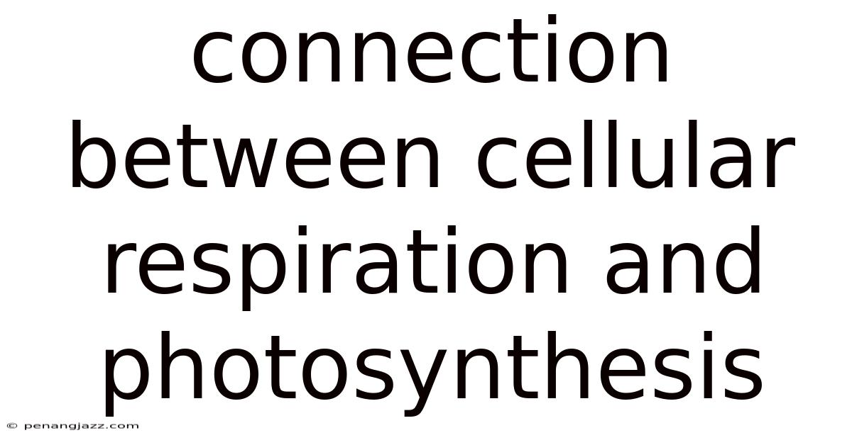 Connection Between Cellular Respiration And Photosynthesis