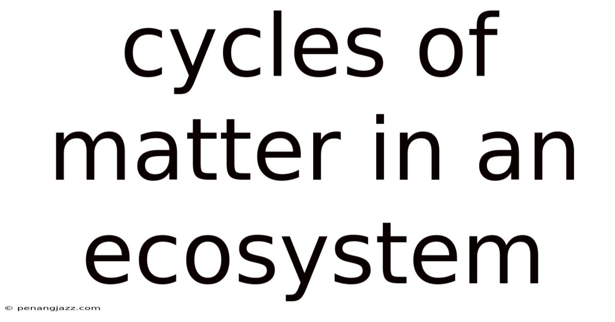 Cycles Of Matter In An Ecosystem