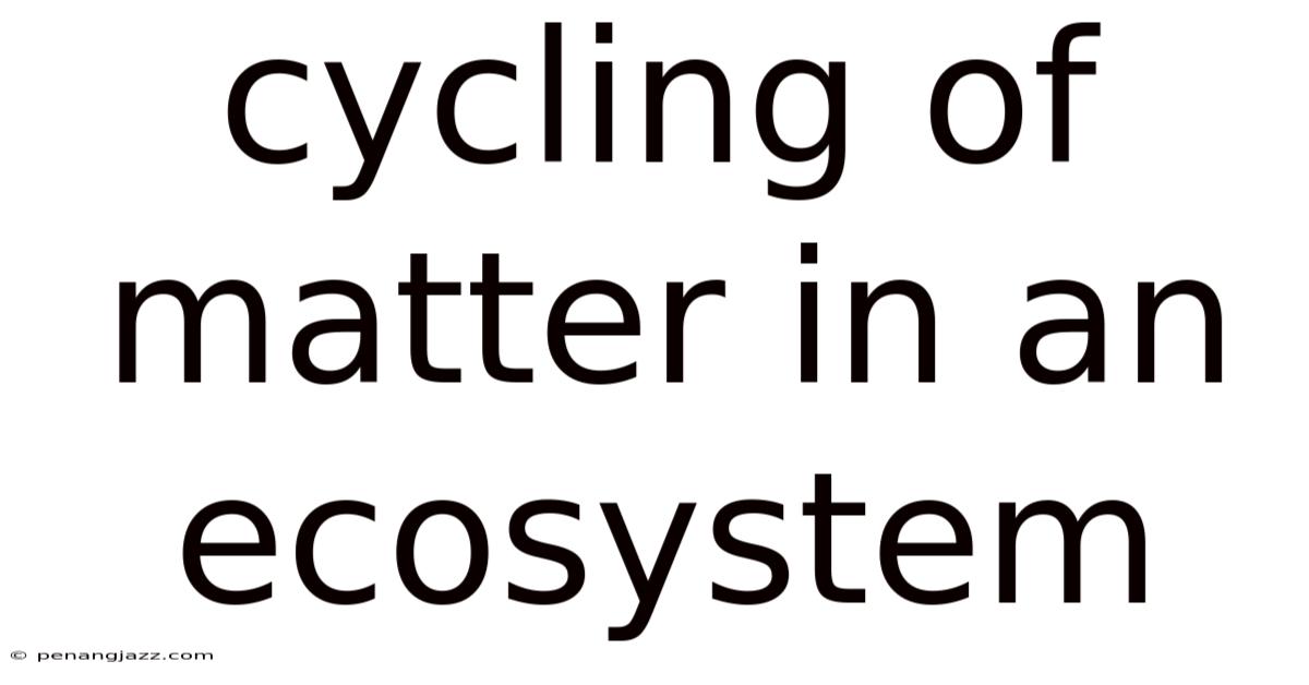 Cycling Of Matter In An Ecosystem