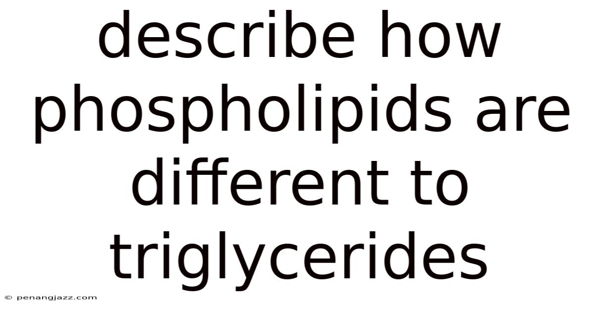 Describe How Phospholipids Are Different To Triglycerides