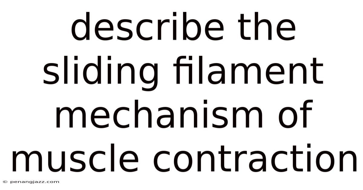 Describe The Sliding Filament Mechanism Of Muscle Contraction