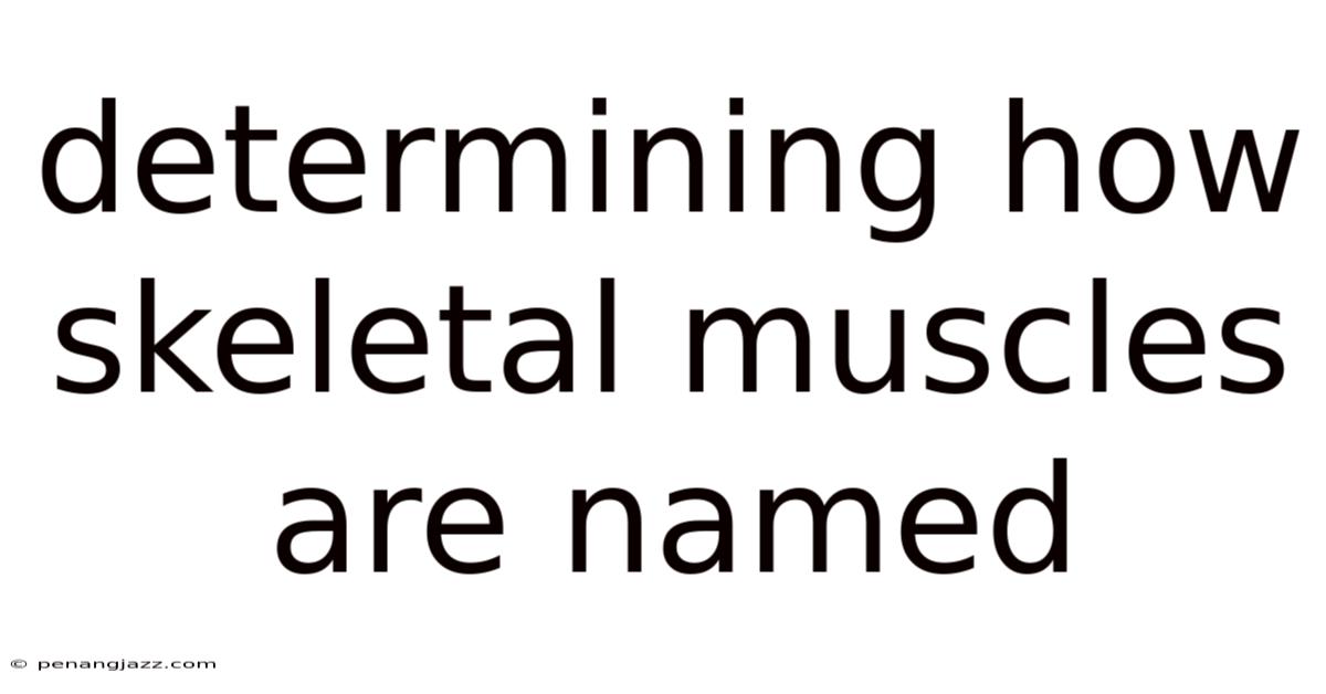 Determining How Skeletal Muscles Are Named