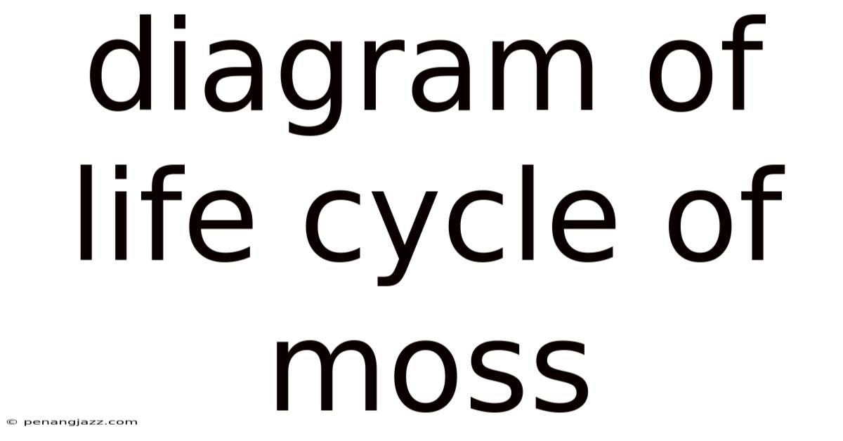 Diagram Of Life Cycle Of Moss