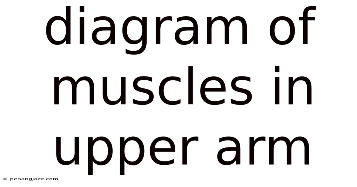 Diagram Of Muscles In Upper Arm