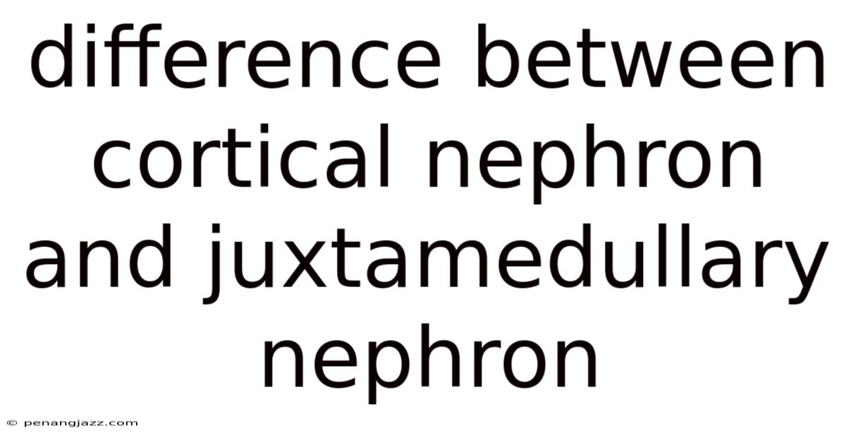 Difference Between Cortical Nephron And Juxtamedullary Nephron