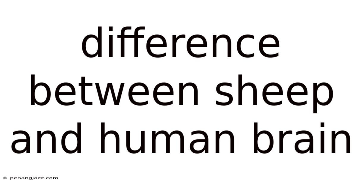 Difference Between Sheep And Human Brain