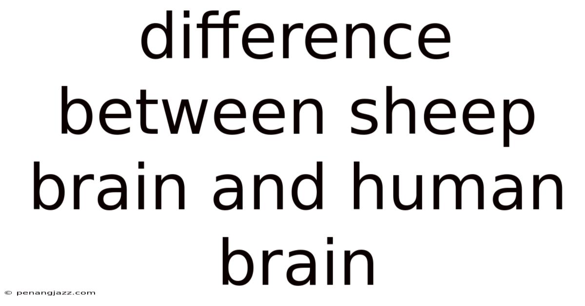 Difference Between Sheep Brain And Human Brain