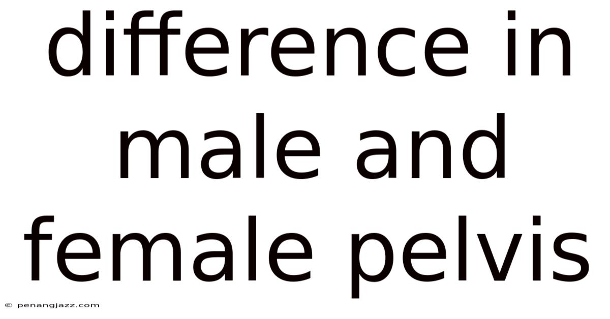 Difference In Male And Female Pelvis