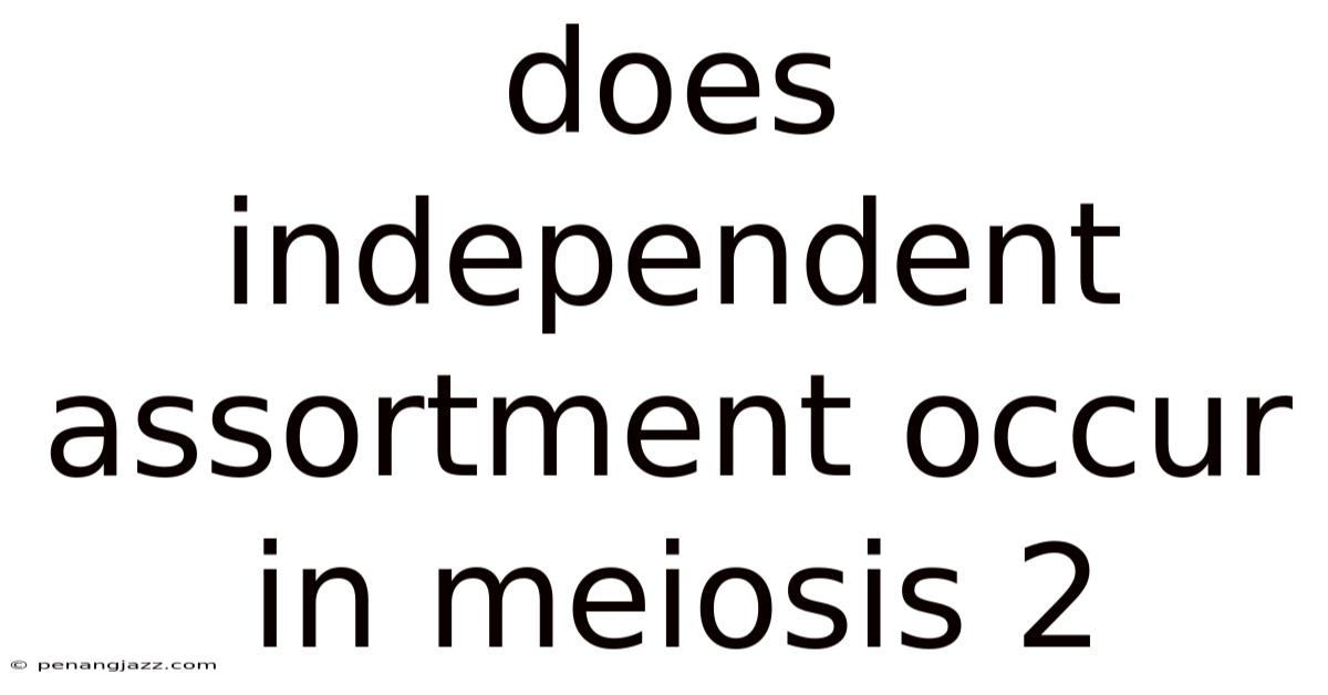 Does Independent Assortment Occur In Meiosis 2