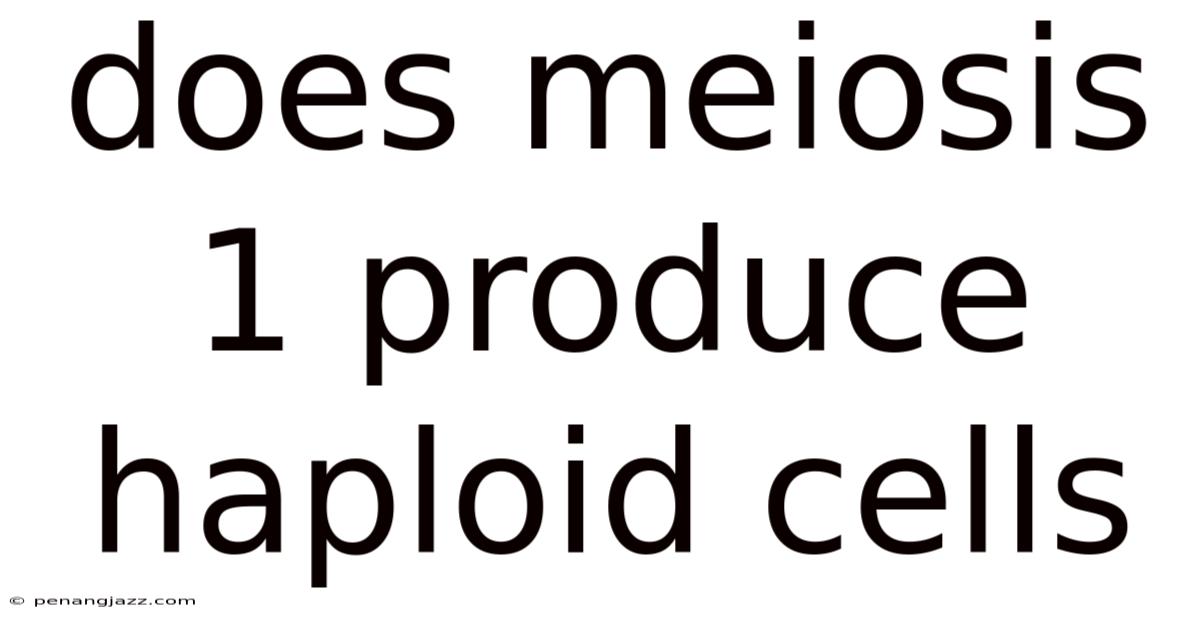 Does Meiosis 1 Produce Haploid Cells