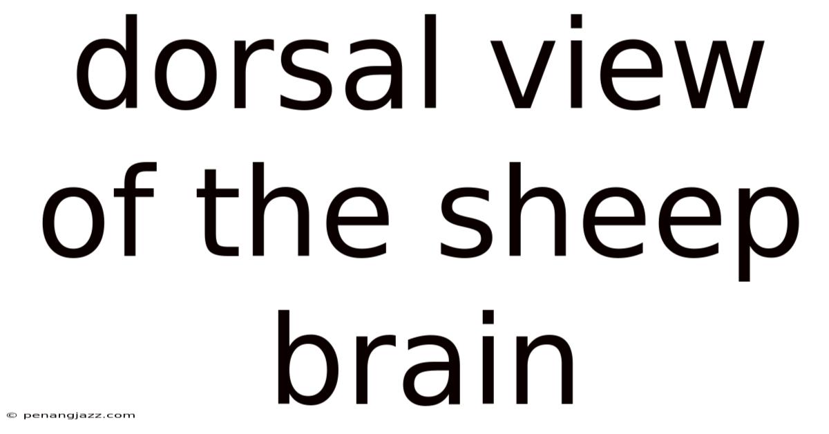 Dorsal View Of The Sheep Brain