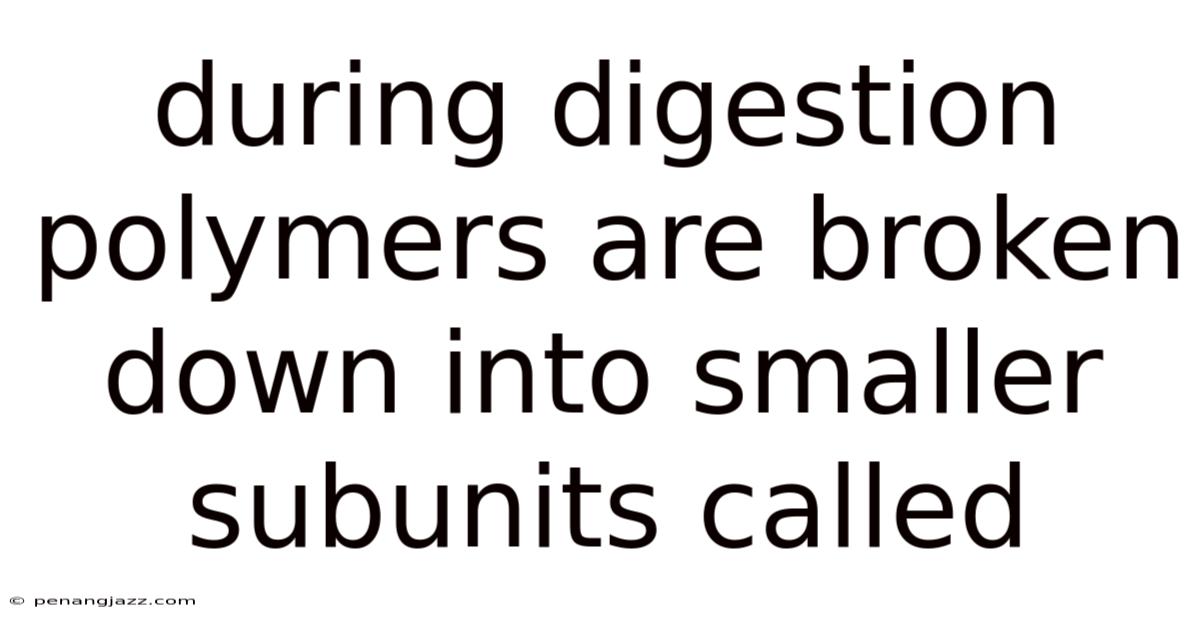 During Digestion Polymers Are Broken Down Into Smaller Subunits Called