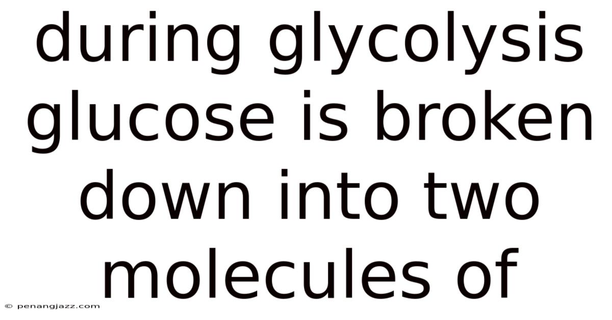 During Glycolysis Glucose Is Broken Down Into Two Molecules Of