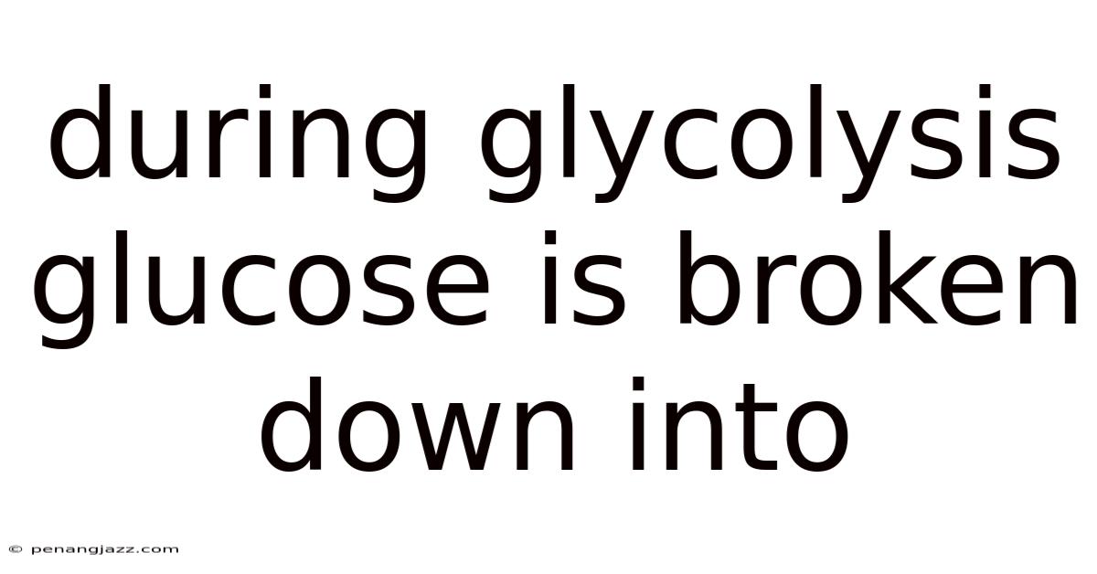 During Glycolysis Glucose Is Broken Down Into