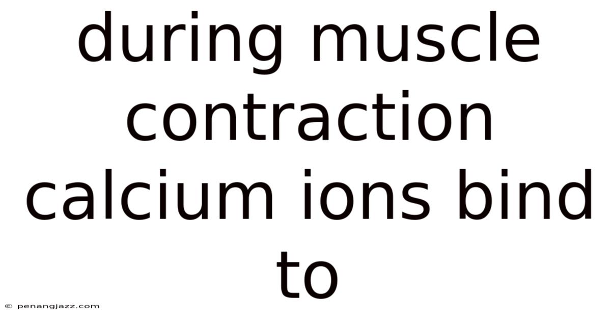 During Muscle Contraction Calcium Ions Bind To