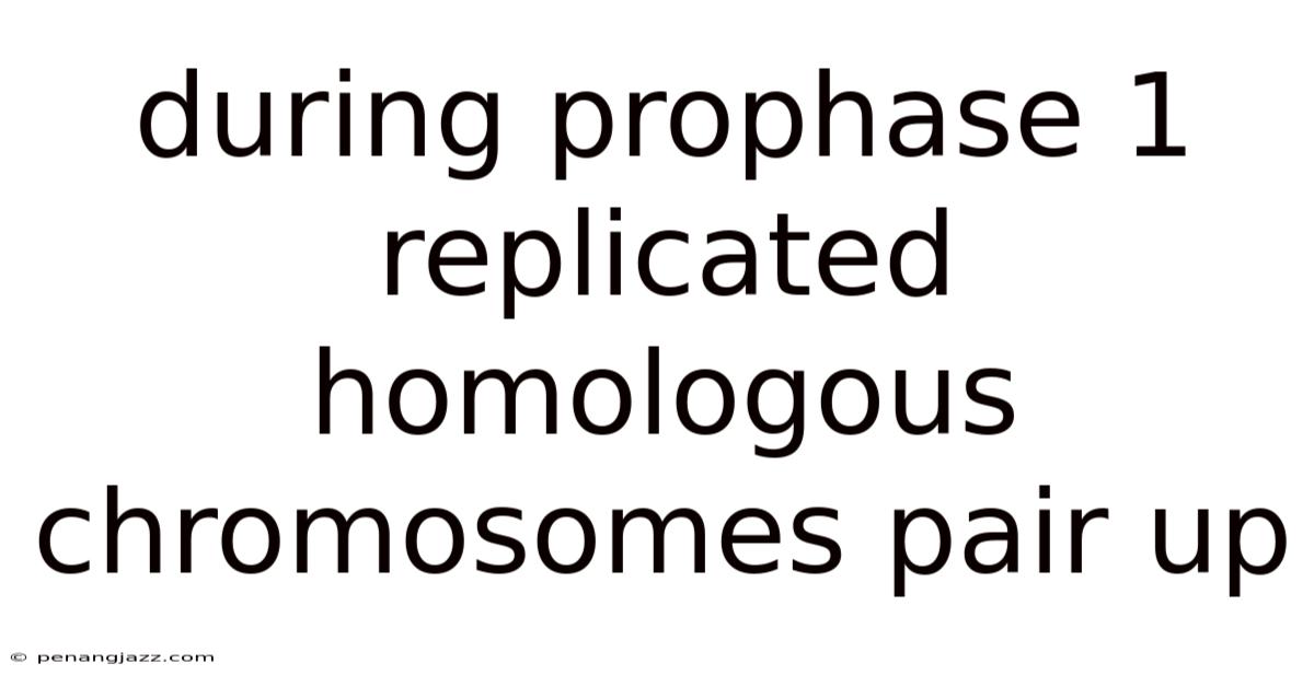 During Prophase 1 Replicated Homologous Chromosomes Pair Up