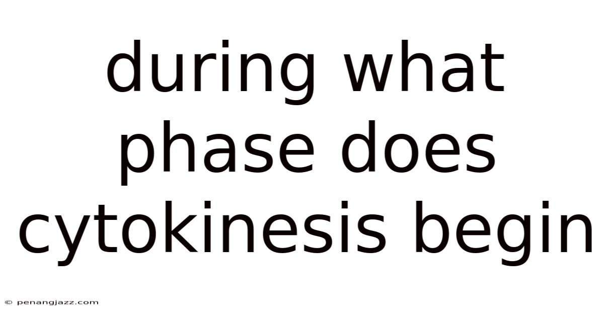 During What Phase Does Cytokinesis Begin
