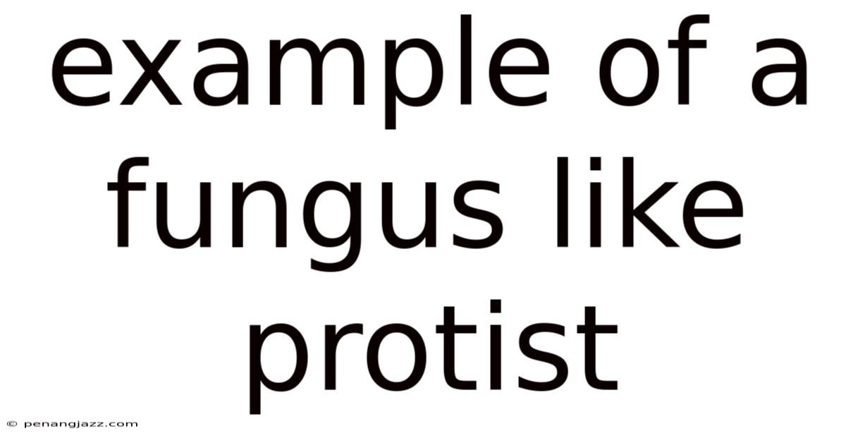 Example Of A Fungus Like Protist