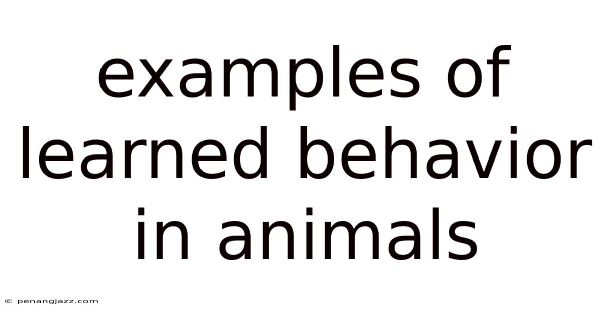 Examples Of Learned Behavior In Animals