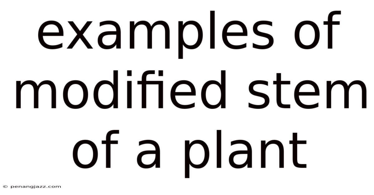 Examples Of Modified Stem Of A Plant