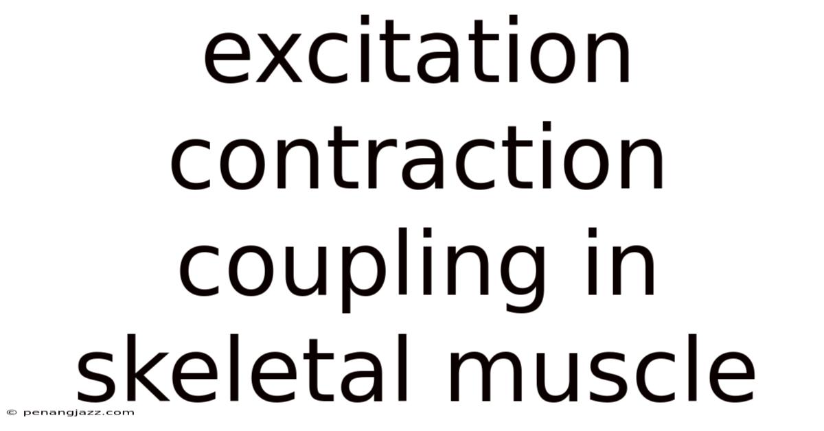 Excitation Contraction Coupling In Skeletal Muscle