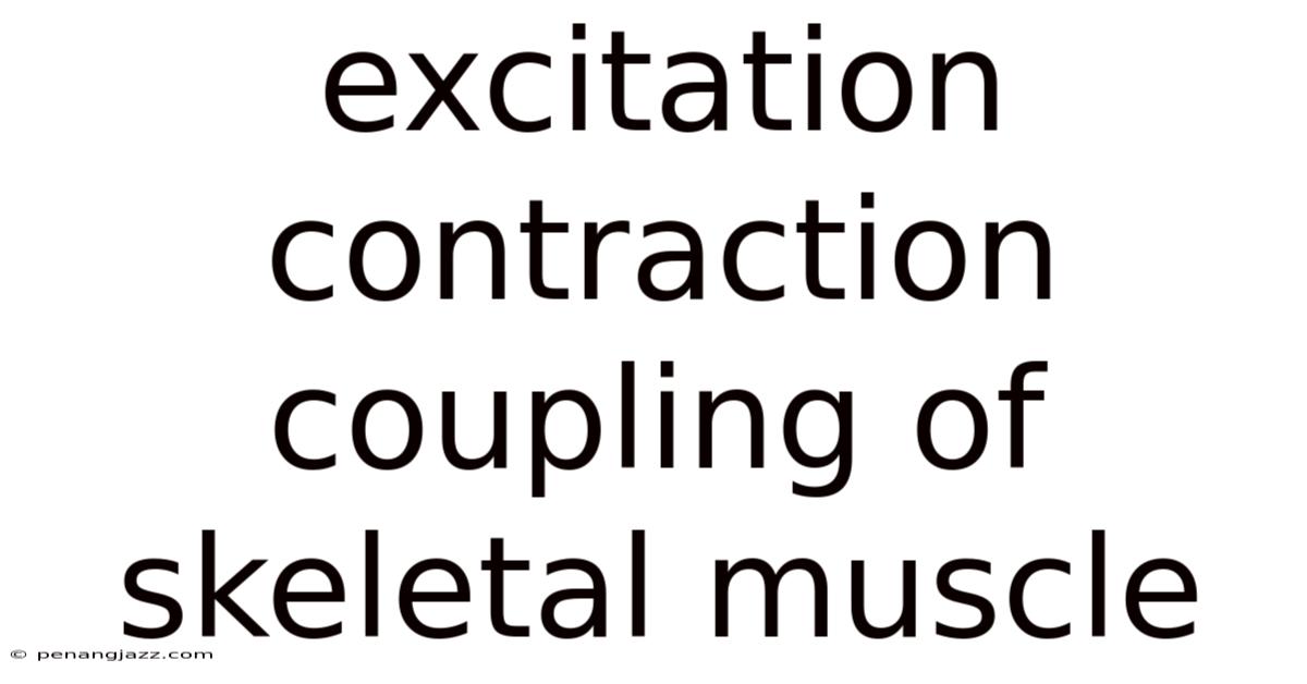 Excitation Contraction Coupling Of Skeletal Muscle