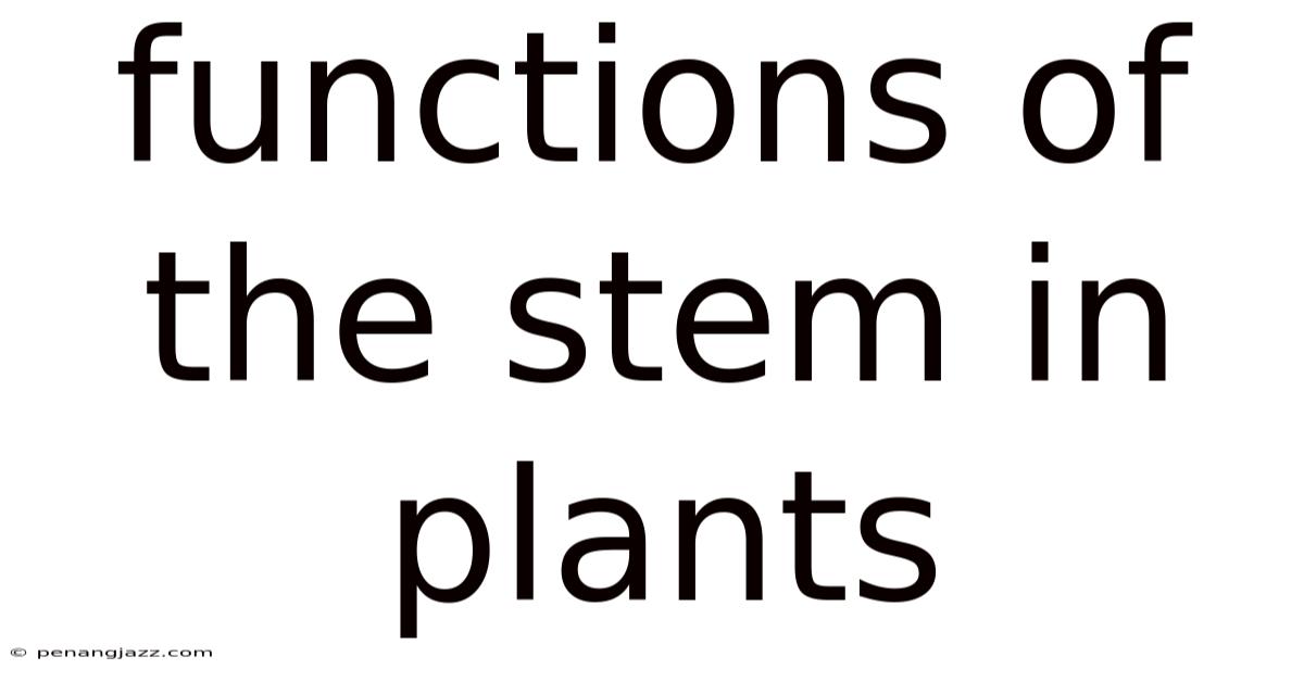 Functions Of The Stem In Plants