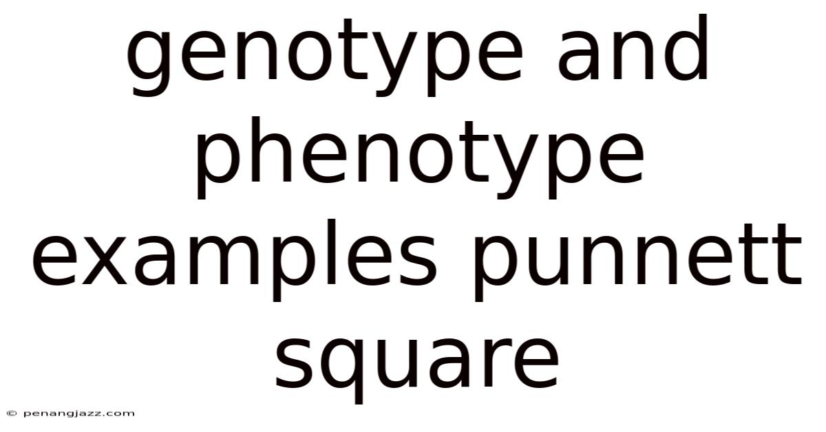 Genotype And Phenotype Examples Punnett Square